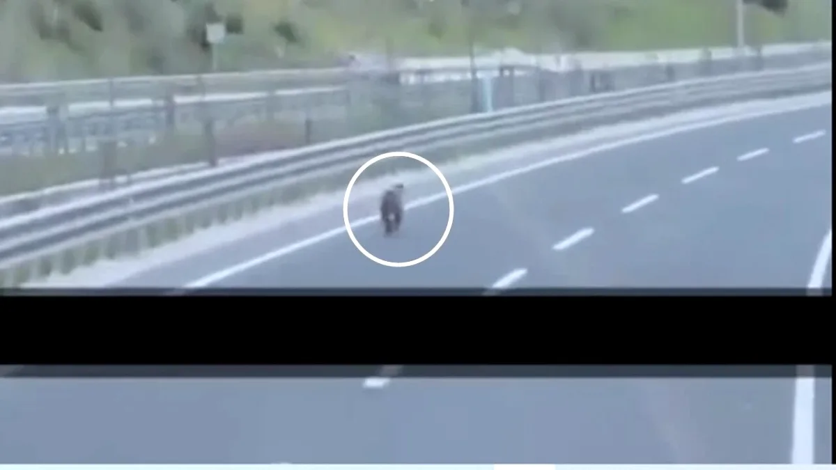 Kastamonu'da Yavru Ayı Karayolunda Görüldü: Sürücüler Şaşkınlıkla İzledi Kastamonu'da Yavru Ayı Karayolunda Görüldü: Sürücüler Şaşkınlıkla İzledi