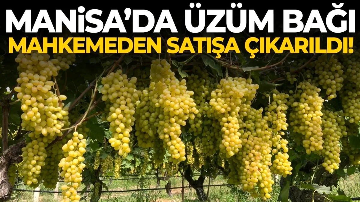 Alaşehir'de İcradan Üzüm Bağı Satışı: Yatırımcılar İçin Fırsat mı, Risk mi? Alaşehir'de İcradan Üzüm Bağı Satışı: Yatırımcılar İçin Fırsat mı, Risk mi?