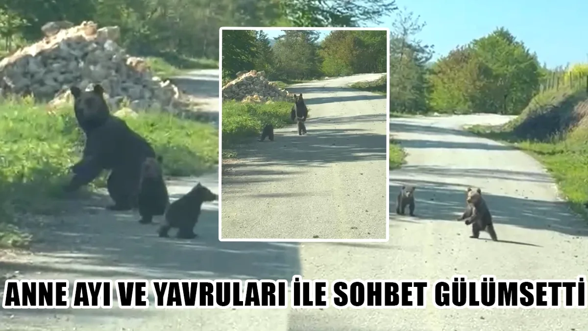 Düzce'de İki Kardeşin Ayılarla "Dostane" Karşılaşması Sosyal Medyada Viral Oldu Düzce'de İki Kardeşin Ayılarla "Dostane" Karşılaşması Sosyal Medyada Viral Oldu