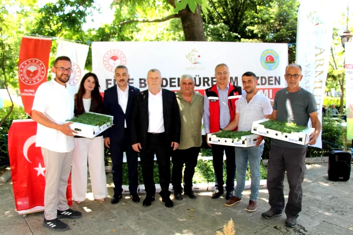 Armutlu'da Üreticilere 20 Bin Hibeli Fide Desteği Armutlu'da Üreticilere 20 Bin Hibeli Fide Desteği