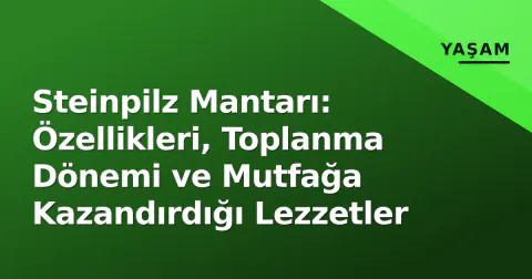 Steinpilz Mantarı: Özellikleri, Toplanma Dönemi ve Mutfağa Kazandırdığı Lezzetler