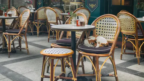 Restoran ve Kafelerde Evcil Hayvan Dönemi Kapanıyor mu? Bakanlık'tan Yeni Düzenleme