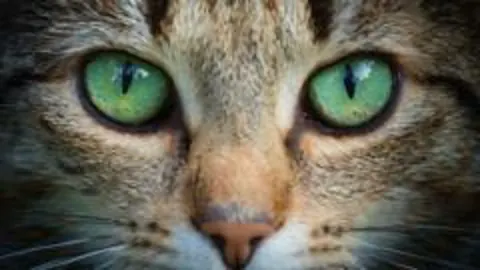 Kedi gözü taklidiyle otonom araçlar gece gündüz körlüğünden kurtuldu