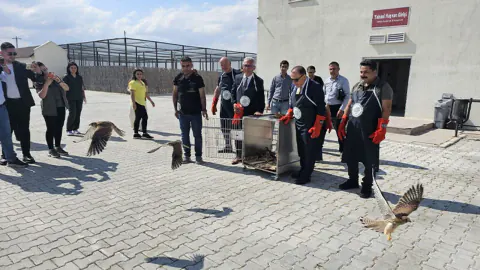 Afyonkarahisar'da Tedavisi Tamamlanan 19 Yırtıcı Kuş Doğaya Salındı