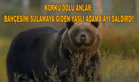 Çorum'da Dehşet: Bahçesini Sulayan 64 Yaşındaki Vatandaşa Ayı Saldırdı
