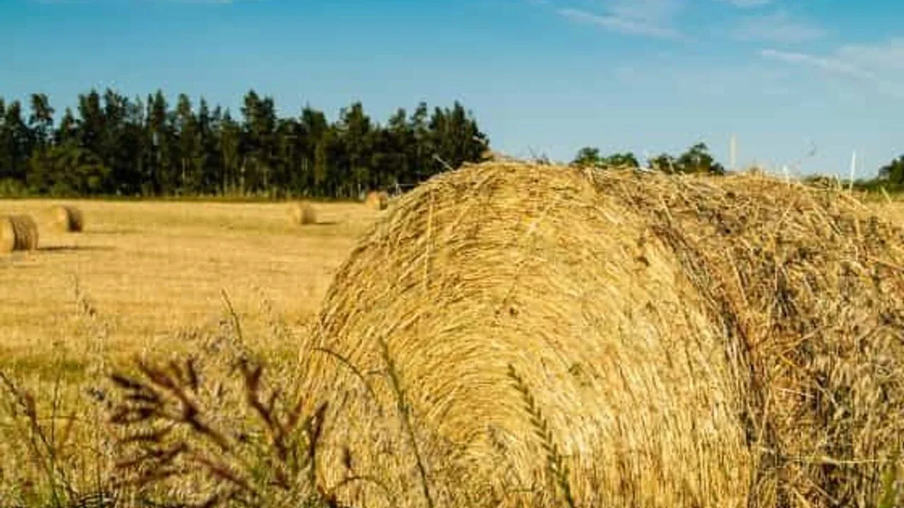 Eskişehir'de Hayvancılık İçin Balya Desteği Başladı: Başvuru Şartları ve Son Gün Eskişehir'de Hayvancılık İçin Balya Desteği Başladı: Başvuru Şartları ve Son Gün