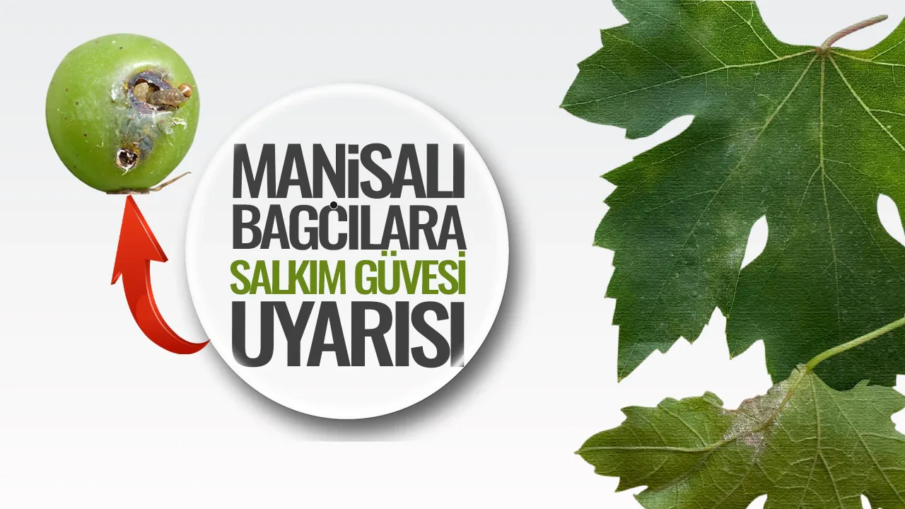 Sarıgöl'deki Bağ Üreticileri Dikkat: Kritik İlaçlama Tarihleri Açıklandı Sarıgöl'deki Bağ Üreticileri Dikkat: Kritik İlaçlama Tarihleri Açıklandı