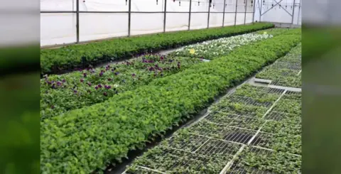 Ordu'ya 550 bin kışlık çiçek: Melet Vadisi'nden şehre renk bülteni