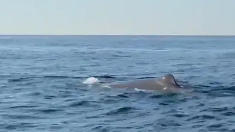 Alanya Açıklarında Nadir Görülen Balina Heyecanı