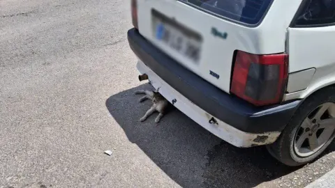 Kırklareli'nde Sıcaklık Alarmı: Sokak Hayvanları Araç Altlarına Sığındı