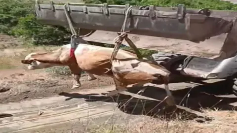 Elazığ'da Uçuruma Yuvarlanan İnek İş Makineleriyle Kurtarıldı