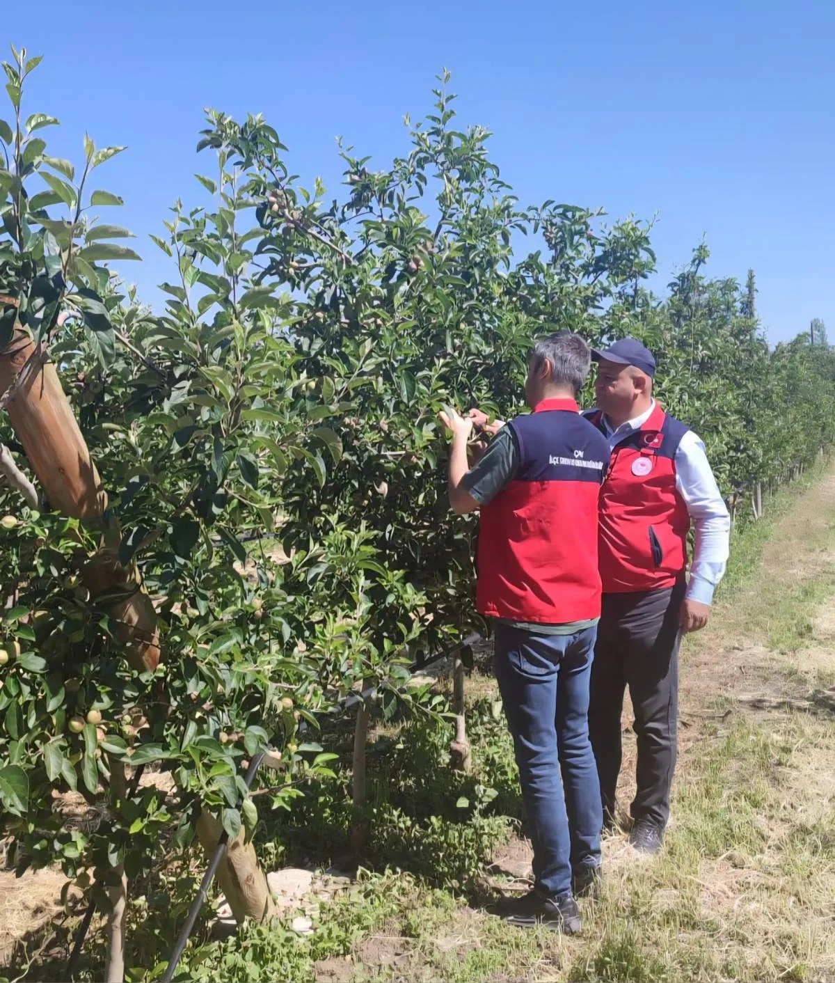 Afyonkarahisar'da Dolu Felaketi: Tarımsal Hasar Tespitleri Başladı Afyonkarahisar'da Dolu Felaketi: Tarımsal Hasar Tespitleri Başladı