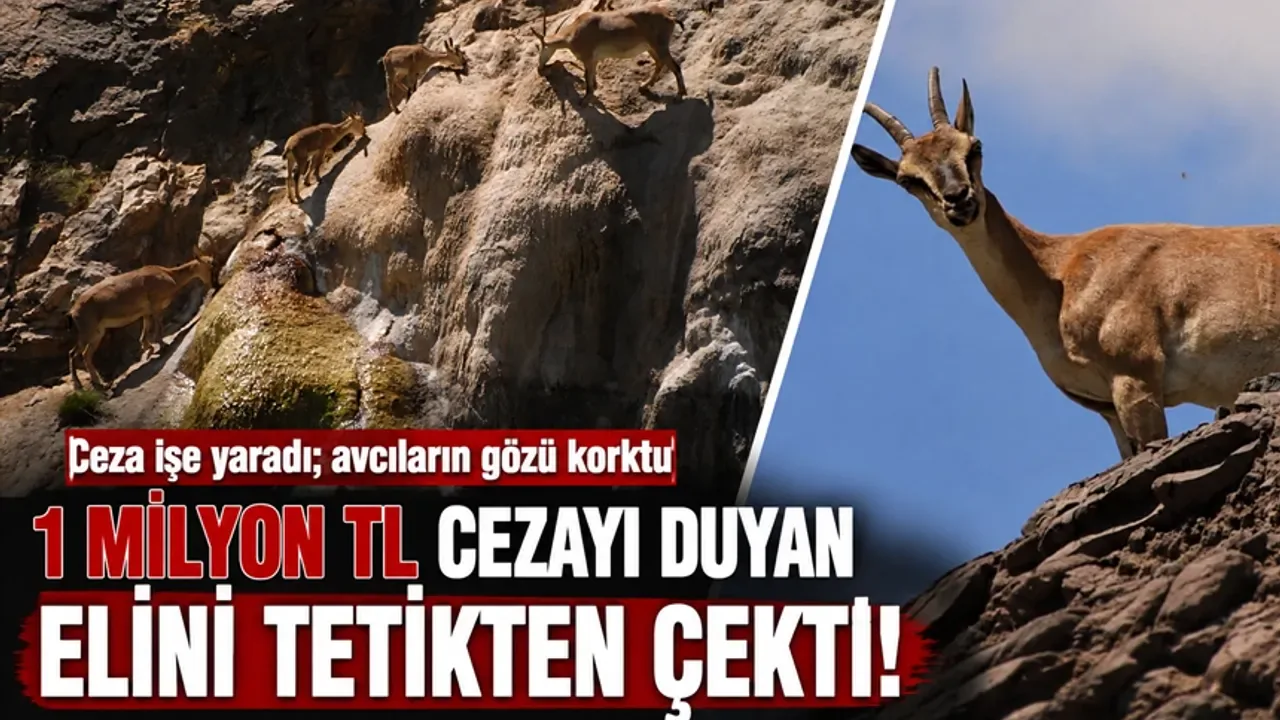 Yaban Keçisi Avına 1 Milyon TL Engel: Batman'da Popülasyon Artıyor Yaban Keçisi Avına 1 Milyon TL Engel: Batman'da Popülasyon Artıyor