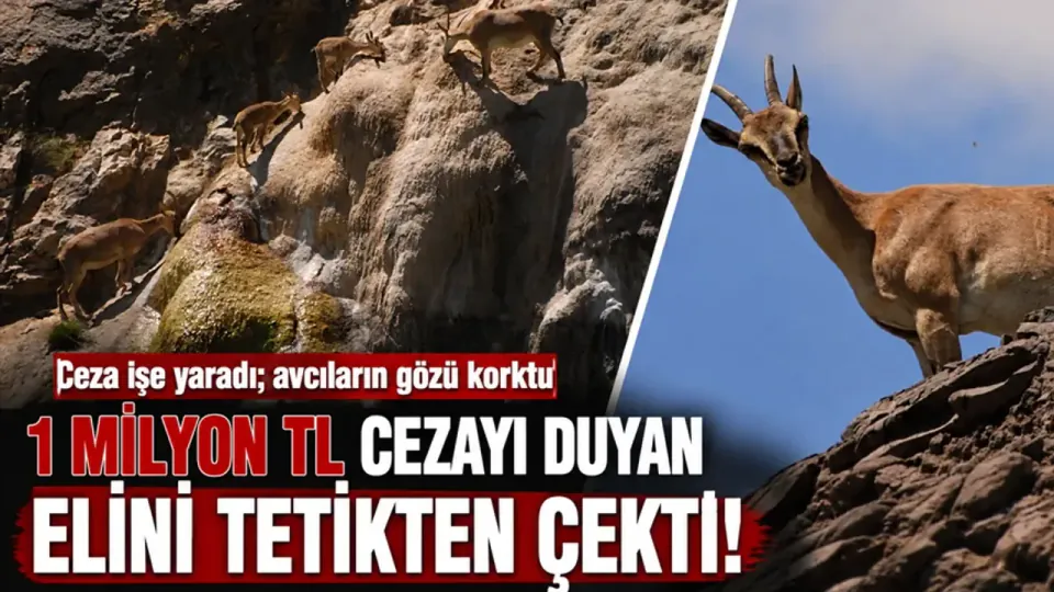 Yaban Keçisi Avına 1 Milyon TL Engel: Batman'da Popülasyon Artıyor görseli