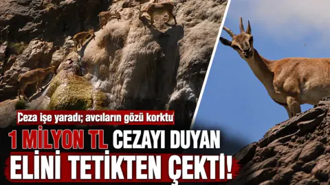 Yaban Keçisi Avına 1 Milyon TL Engel: Batman'da Popülasyon Artıyor
