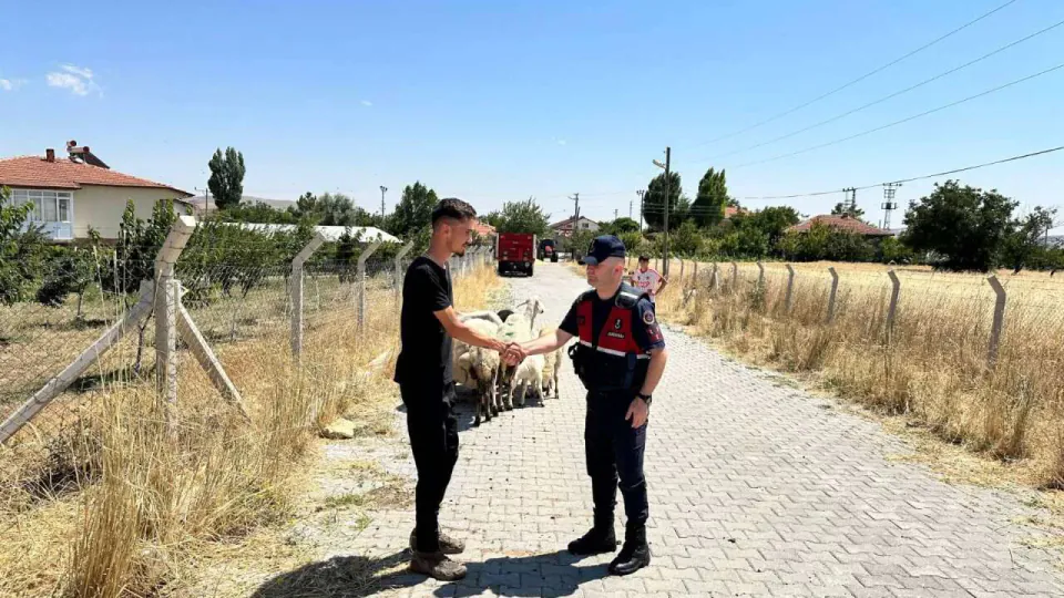 Yozgat'ta Kaybolan 15 Küçükbaş Hayvan Jandarma Tarafından Bulundu görseli