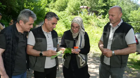 Artvin'de Kestane Ormanlarına 'Samuray' Kalkanı: 5 Bin Arı Doğaya Salındı