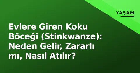 Evlere Giren Koku Böceği (Stinkwanze): Neden Gelir, Zararlı mı, Nasıl Atılır?