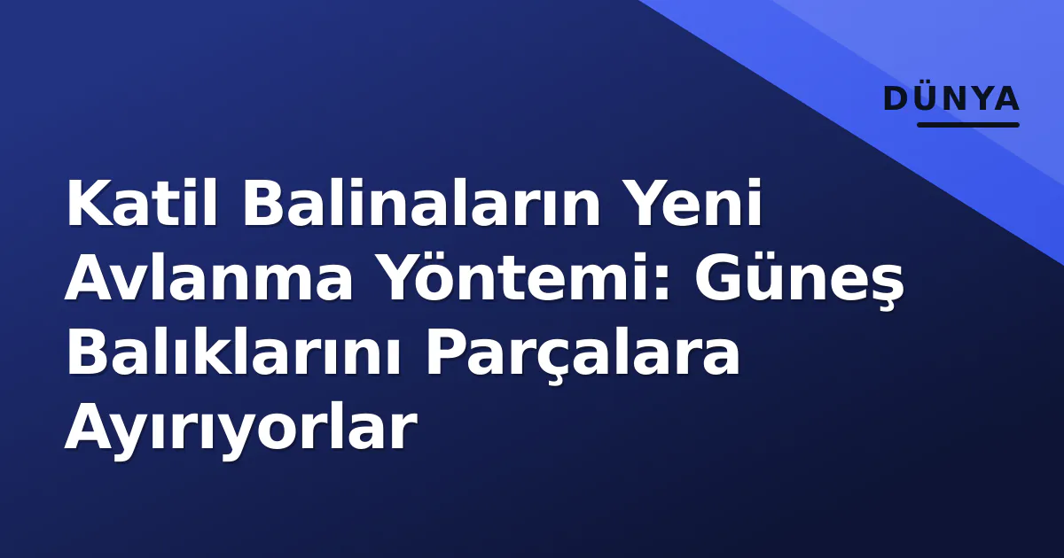 Katil Balinaların Yeni Avlanma Yöntemi: Güneş Balıklarını Parçalara Ayırıyorlar Katil Balinaların Yeni Avlanma Yöntemi: Güneş Balıklarını Parçalara Ayırıyorlar