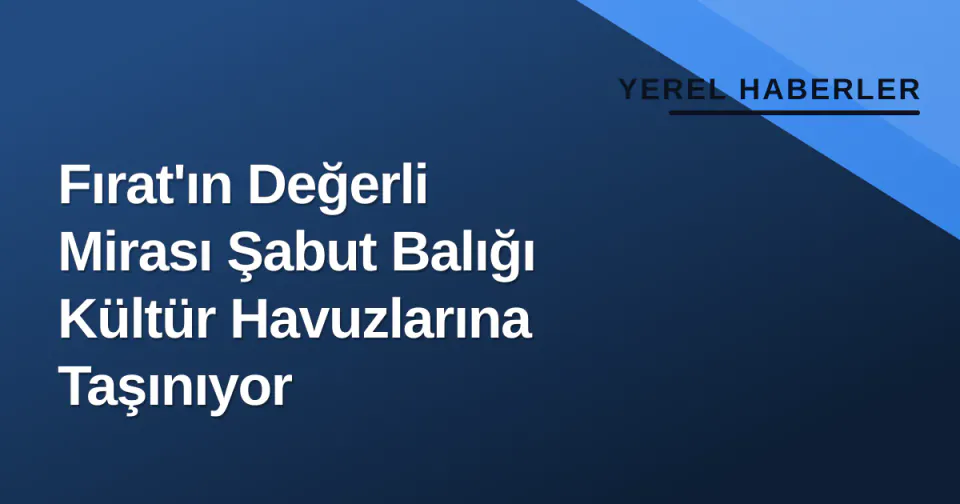 Fırat'ın Değerli Mirası Şabut Balığı Kültür Havuzlarına Taşınıyor görseli