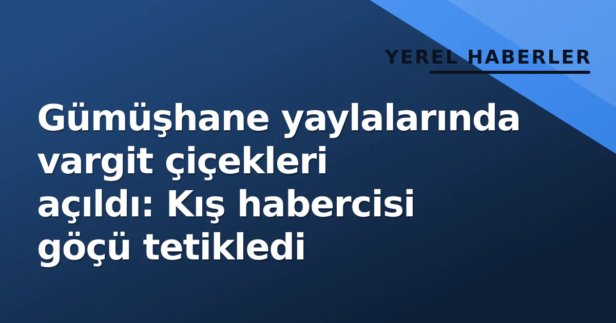 Gümüşhane yaylalarında vargit çiçekleri açıldı: Kış habercisi göçü tetikledi Gümüşhane yaylalarında vargit çiçekleri açıldı: Kış habercisi göçü tetikledi