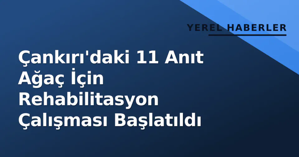Çankırı'daki 11 Anıt Ağaç İçin Rehabilitasyon Çalışması Başlatıldı görseli