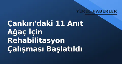 Çankırı'daki 11 Anıt Ağaç İçin Rehabilitasyon Çalışması Başlatıldı