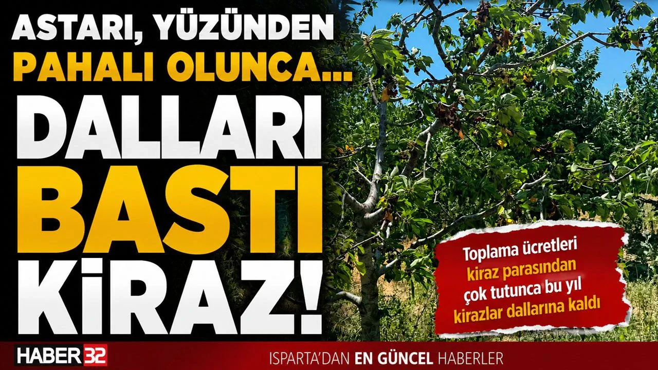 Isparta'da Kiraz Üreticisi Çıkmaza Girdi: Maliyetler Hasadı Durdurdu Isparta'da Kiraz Üreticisi Çıkmaza Girdi: Maliyetler Hasadı Durdurdu