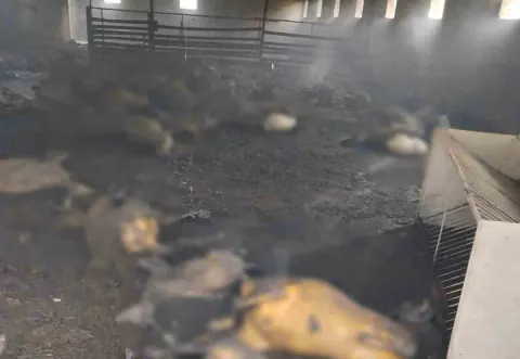 Tunceli’de ahır yangını: 200 küçükbaş hayvan yanarak öldü, soruştırma başladı
