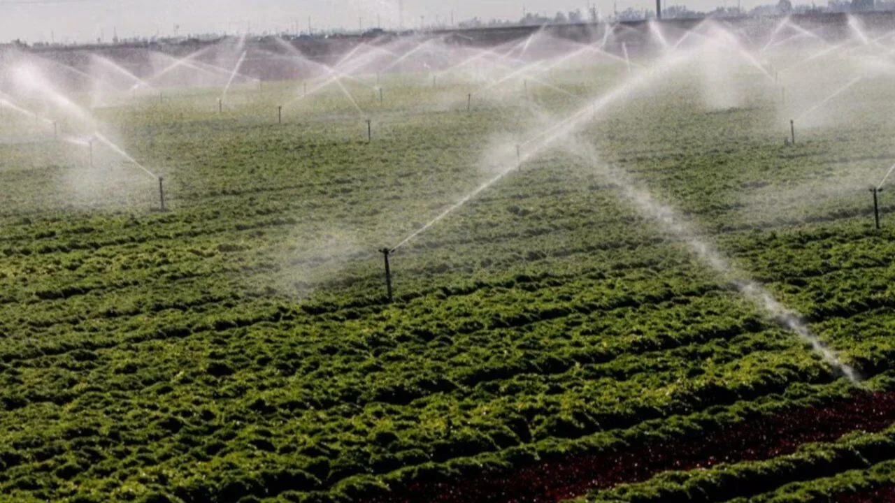 ABD'de Sağlık Alarmı: CDC'den Cyclospora ve H5N1 Uyarıları