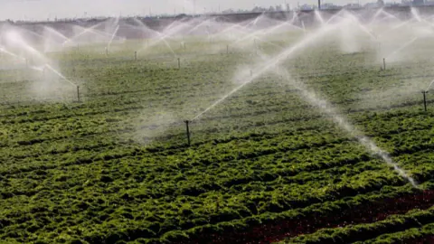 ABD'de Sağlık Alarmı: CDC'den Cyclospora ve H5N1 Uyarıları