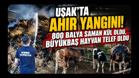 Uşak'ta Ahır Yangını 800 Balya Saman Kül Oldu, Büyükbaş Hayvan Telef Oldu