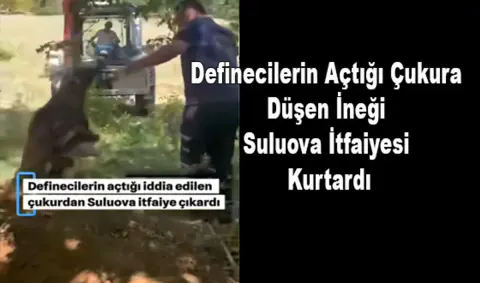 Suluova'da Define Çukuruna Düşen İnek İtfaiye Ekiplerince Kurtarıldı
