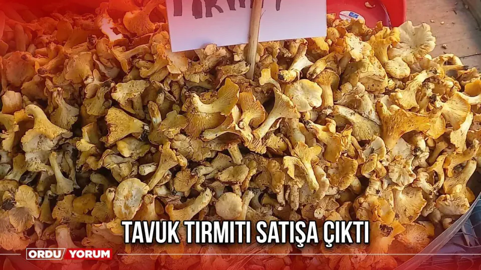 Ordu'da Tavuk Tırmıtı Sezonu Açıldı: Kilosu 400 TL'den Satılıyor görseli