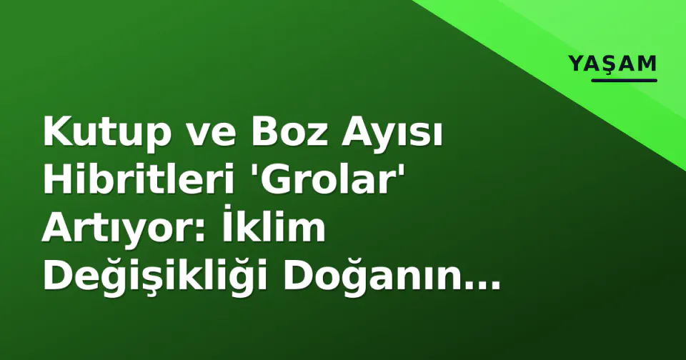 Kutup ve Boz Ayısı Hibritleri 'Grolar' Artıyor: İklim Değişikliği Doğanın Sınırlarını Aşıyor görseli