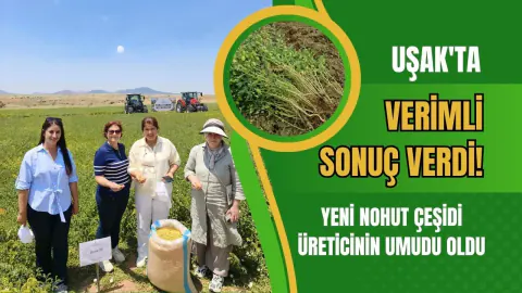 Uşak'ta Yeni Nohut Çeşidi Borsa-20 Denemelerde Başarılı Sonuç Verdi