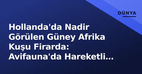 Hollanda'da Nadir Görülen Güney Afrika Kuşu Firarda: Avifauna'da Hareketli Saatler