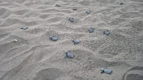 Dalyan ve Sarıgerme Sahillerinde Caretta Caretta Yavruları Denize Ulaştı