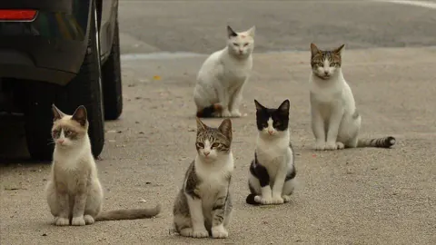 Vietnam'da Büyük Operasyon: Et Ticareti İçin Çalınan 400 Kedi Kurtarıldı