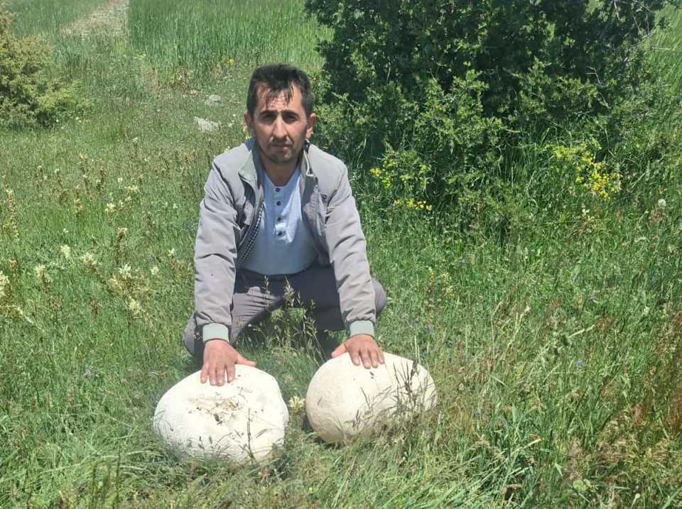 Sivas'ta doğa yürüyüşünde şaşırtan keşif: 20 kilogramlık dev mantar görseli