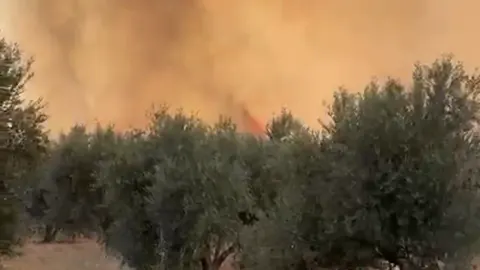 Adana Çukurova Salbaş'ta Orman Yangını: Ekipler Hava ve Karadan Müdahalede