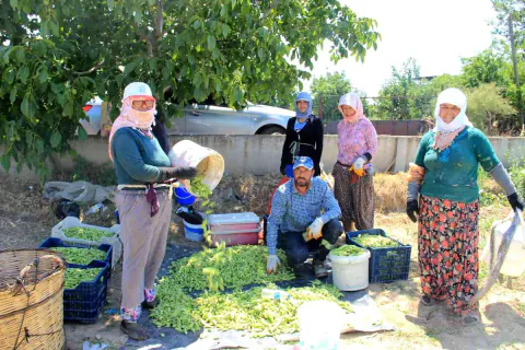 Aydın Koçarlı'da Bamya Hasadı Başladı: Kilogram Fiyatı 200 Liraya Ulaştı