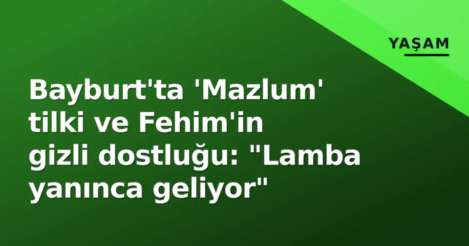 Bayburt'ta 'Mazlum' tilki ve Fehim'in gizli dostluğu: "Lamba yanınca geliyor" görseli