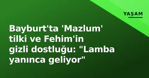Bayburt'ta 'Mazlum' tilki ve Fehim'in gizli dostluğu: "Lamba yanınca geliyor"