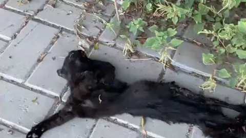 Alanya Mahmutlar'da Kedi Katliamı Şüphesi: Jandarma İnceleme Başlattı