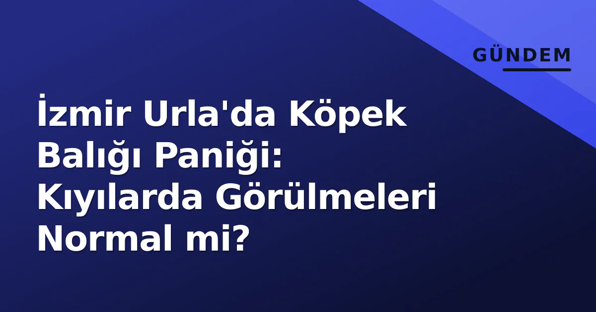 İzmir Urla'da Köpek Balığı Paniği: Kıyılarda Görülmeleri Normal mi? İzmir Urla'da Köpek Balığı Paniği: Kıyılarda Görülmeleri Normal mi?