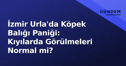 İzmir Urla'da Köpek Balığı Paniği: Kıyılarda Görülmeleri Normal mi?