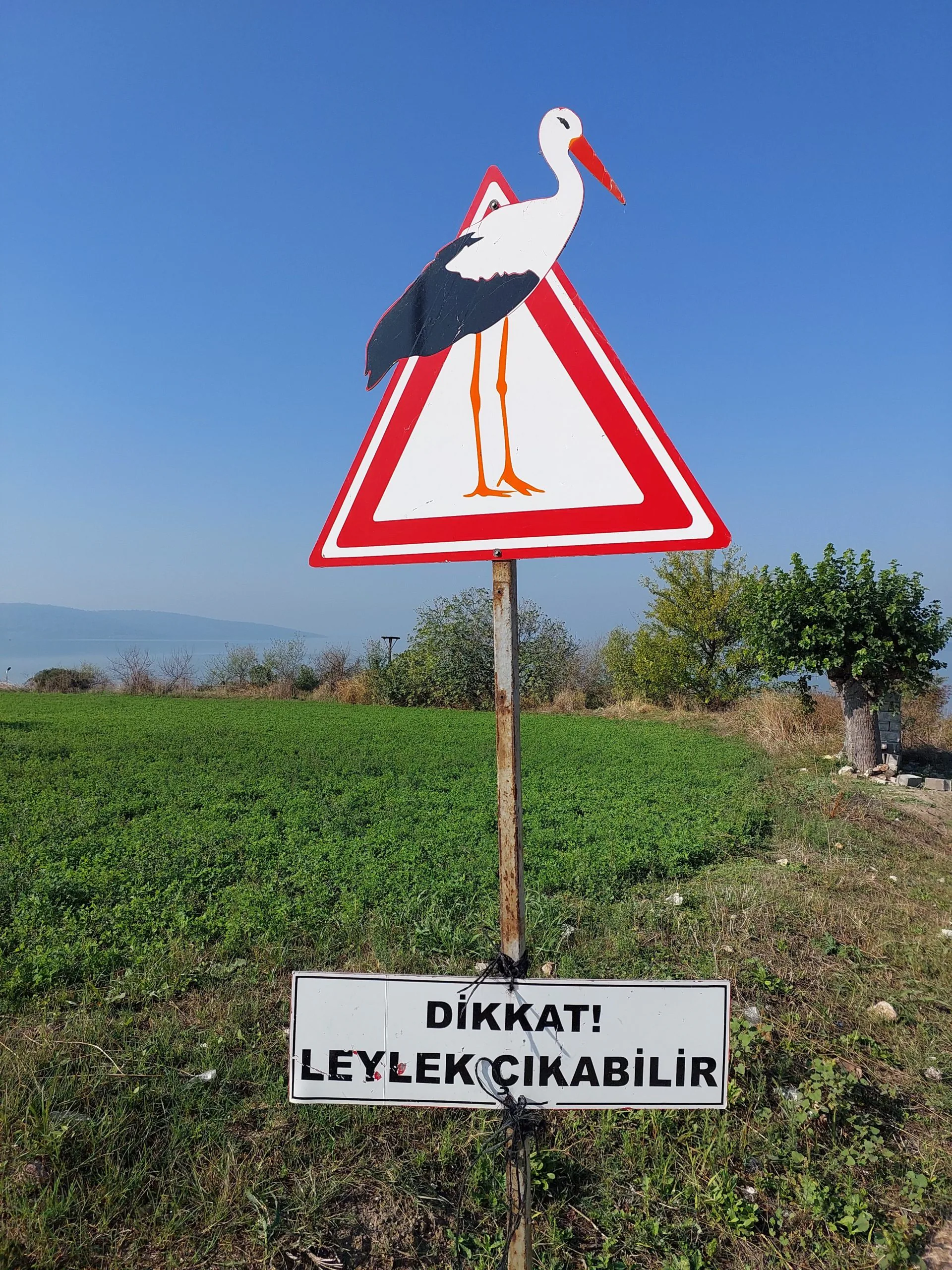 Sivas'ta Leyleklerin Yavru Bakımı Bir Anıya Dönüştü Sivas'ta Leyleklerin Yavru Bakımı Bir Anıya Dönüştü