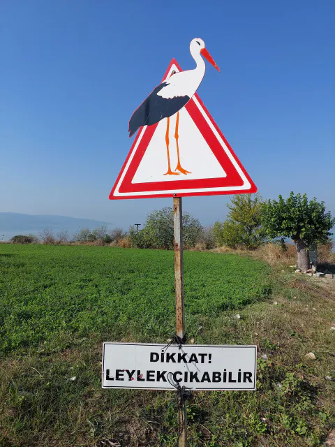 Sivas'ta Leyleklerin Yavru Bakımı Bir Anıya Dönüştü