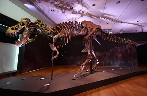 Milyarderlerin Yeni Tutkusu: T-Rex Fosilleri 30 Milyon Doları Aşabilir